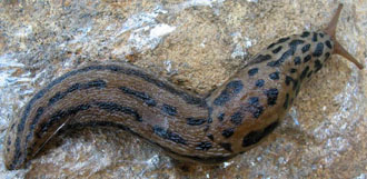 Limax maximus